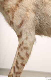 Striped Hyena Hyaena hyaena leg 0044.jpg